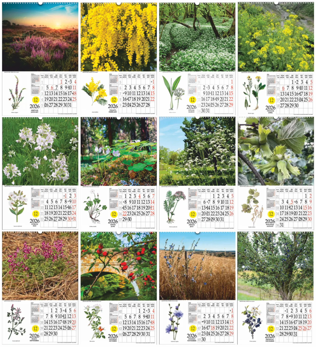 Ljekovito bilje s rotacijskim krugom